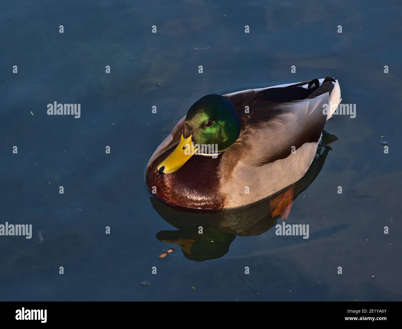 Hochwinkelansicht der männlichen Stockente (anas platyrhynchos) mit schönem grün schimmernden Kopf, gelbem Schnabel und braunem Gefieder im Teich. Stockfoto