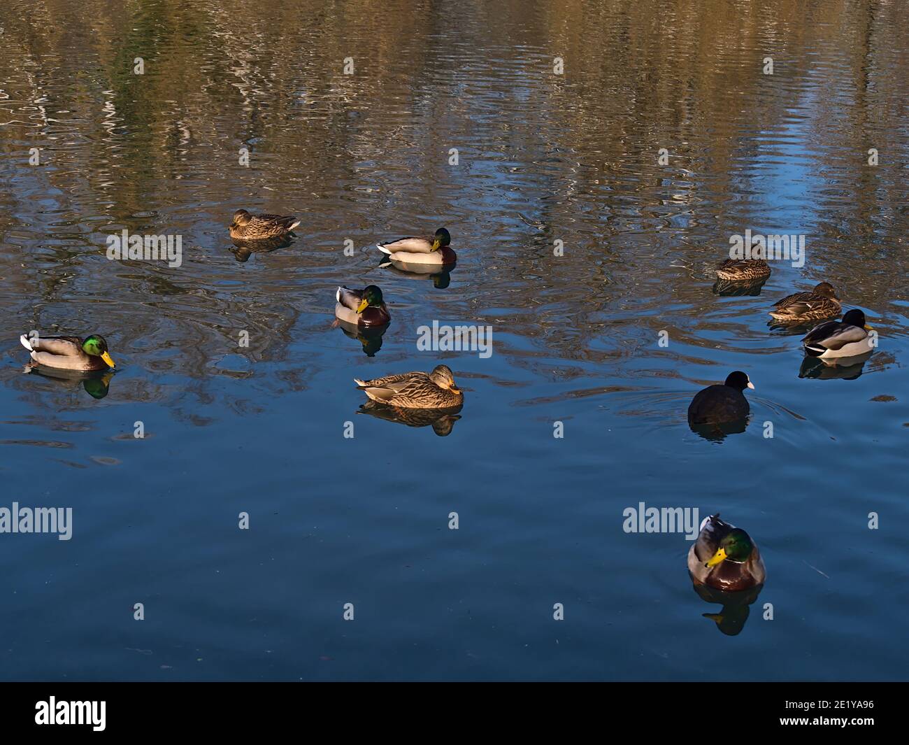 Gruppe von Stockenten (anas platyrhynchos) schwimmen im Teich eines Parks in Sigmaringen, Deutschland mit Wasserspiegelungen. Stockfoto