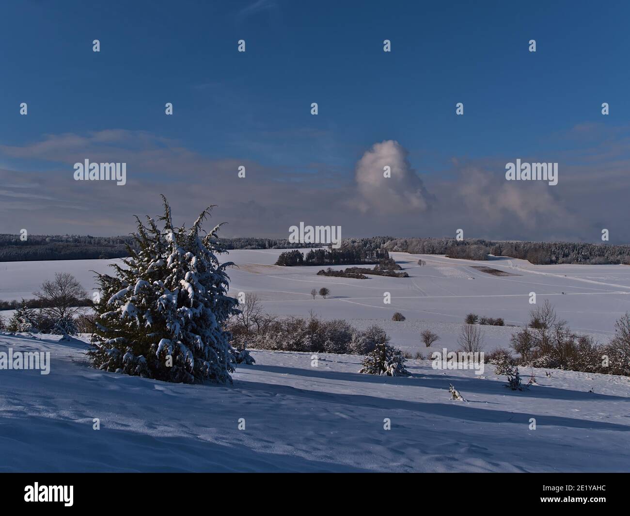 Schöne Winterlandschaft in Niedergebirge Schwäbische Alb bei Burladingen, Deutschland mit schneebedeckten Wiesen und Nadelbaum werfen Schatten. Stockfoto