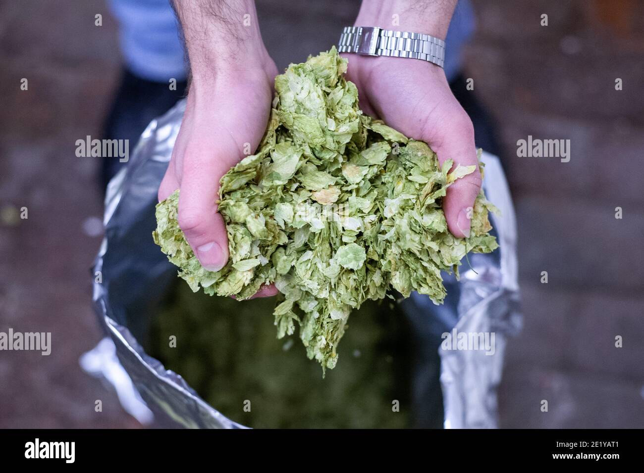 Eine Brauerei Arbeiter hält Kaskade Hopfen in einer britischen Bierbrauerei in South Yorkshire, Großbritannien. Stockfoto