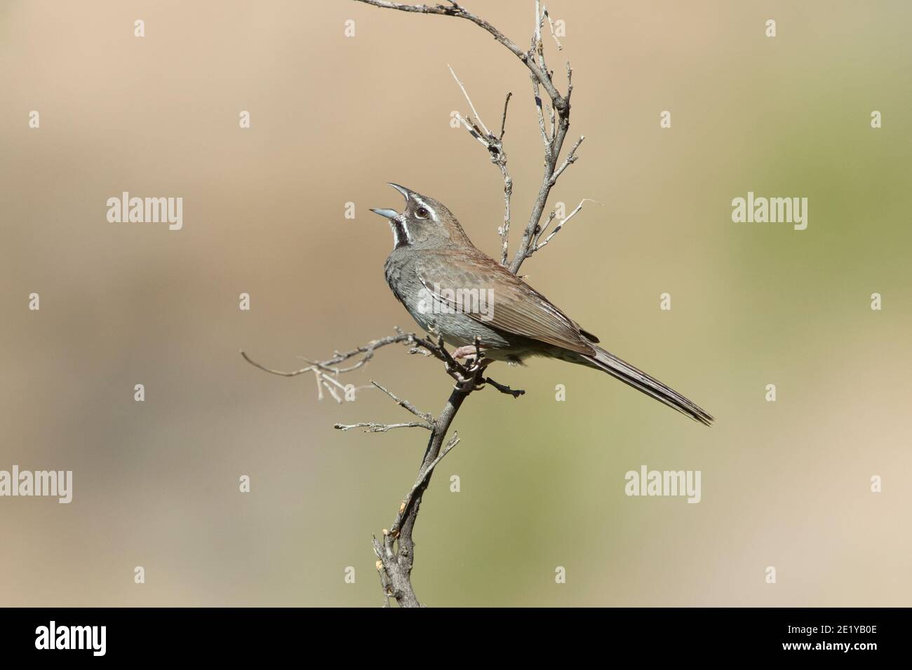 Spatzen mit fünf Streifen, Amphispiza quinquestriata Stockfoto