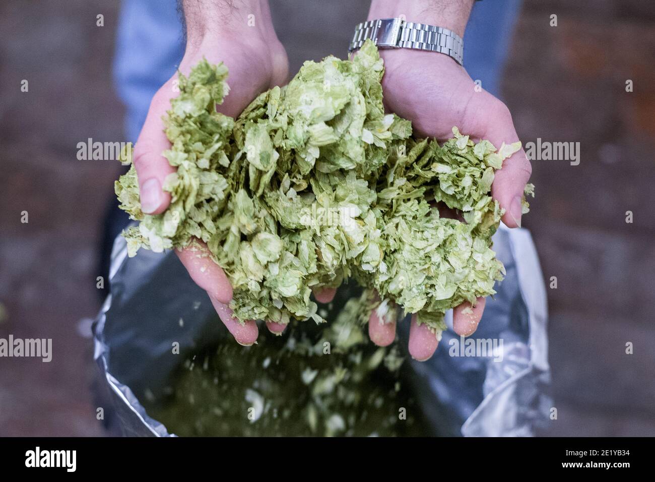 Eine Brauerei Arbeiter hält Kaskade Hopfen in einer britischen Bierbrauerei in South Yorkshire, Großbritannien. Stockfoto