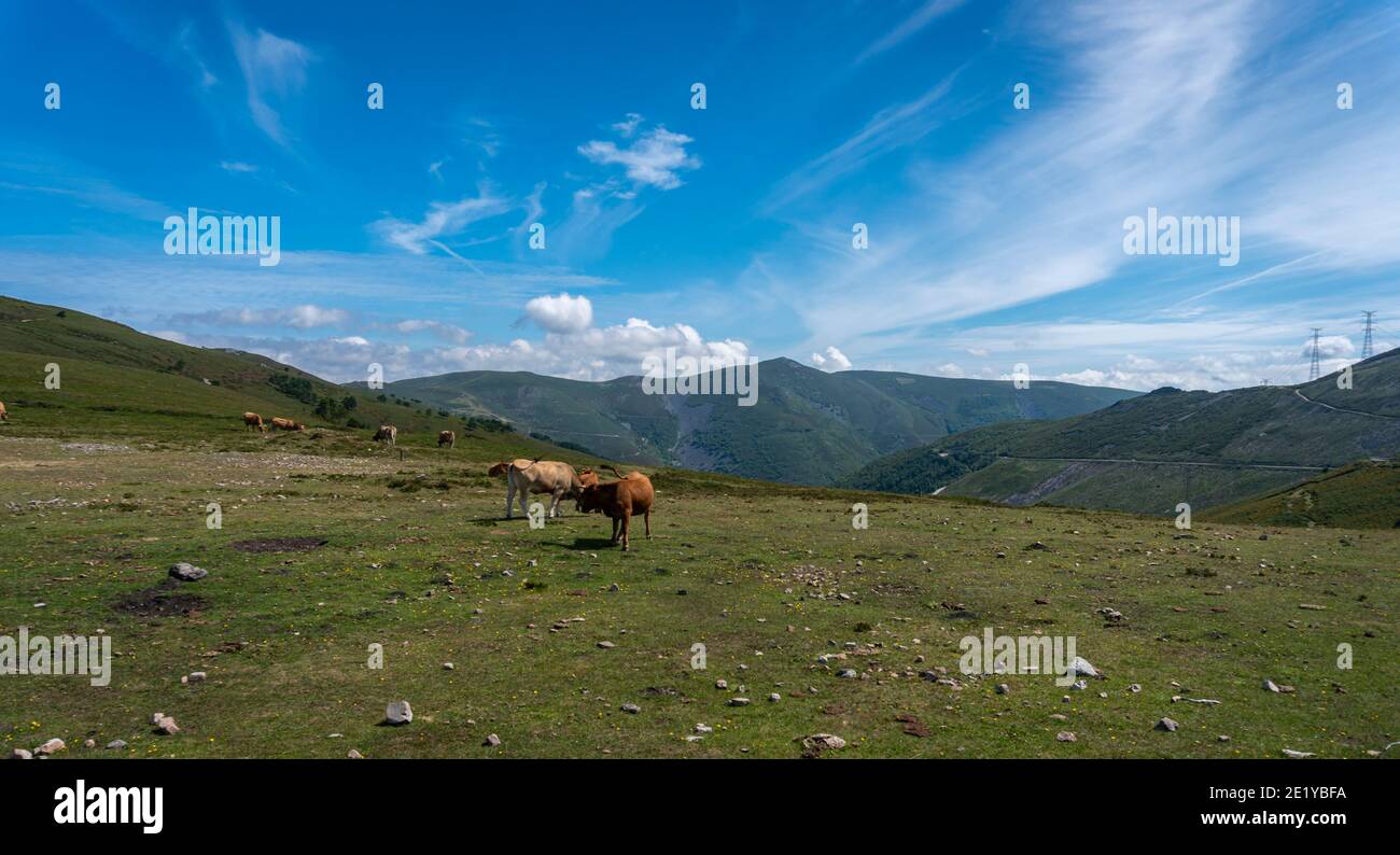 Braune Kühe auf einem Berggipfel in Asturien, Spanien Stockfoto