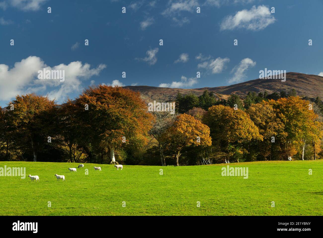 Schafe und Ackerland in einer wunderschönen Landschaft in den Bergen in Bonane in Country Kerry in Irland. Stockfoto