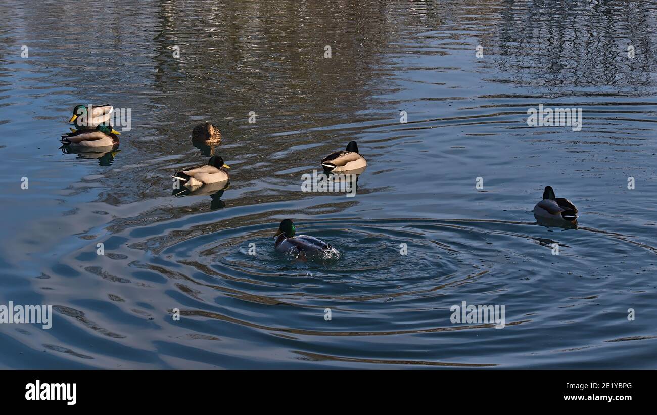 Gruppe von Stockenten (anas platyrhynchos) schwimmen im Teich eines Parks in Sigmaringen, Deutschland. Stockfoto