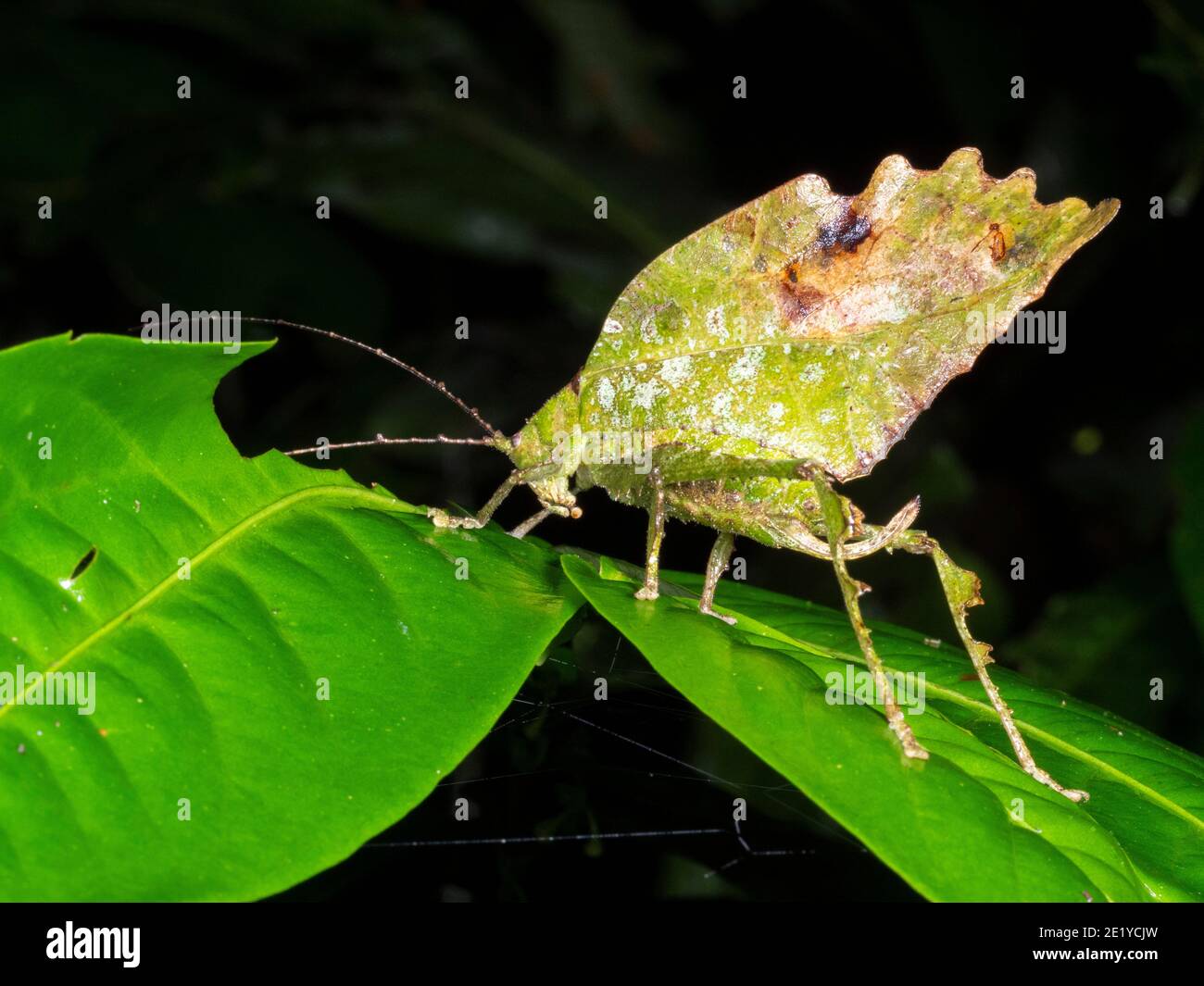 Leaf mimischen Grashuepfer im Regenwald Unterwuchs, Ecuador Stockfoto