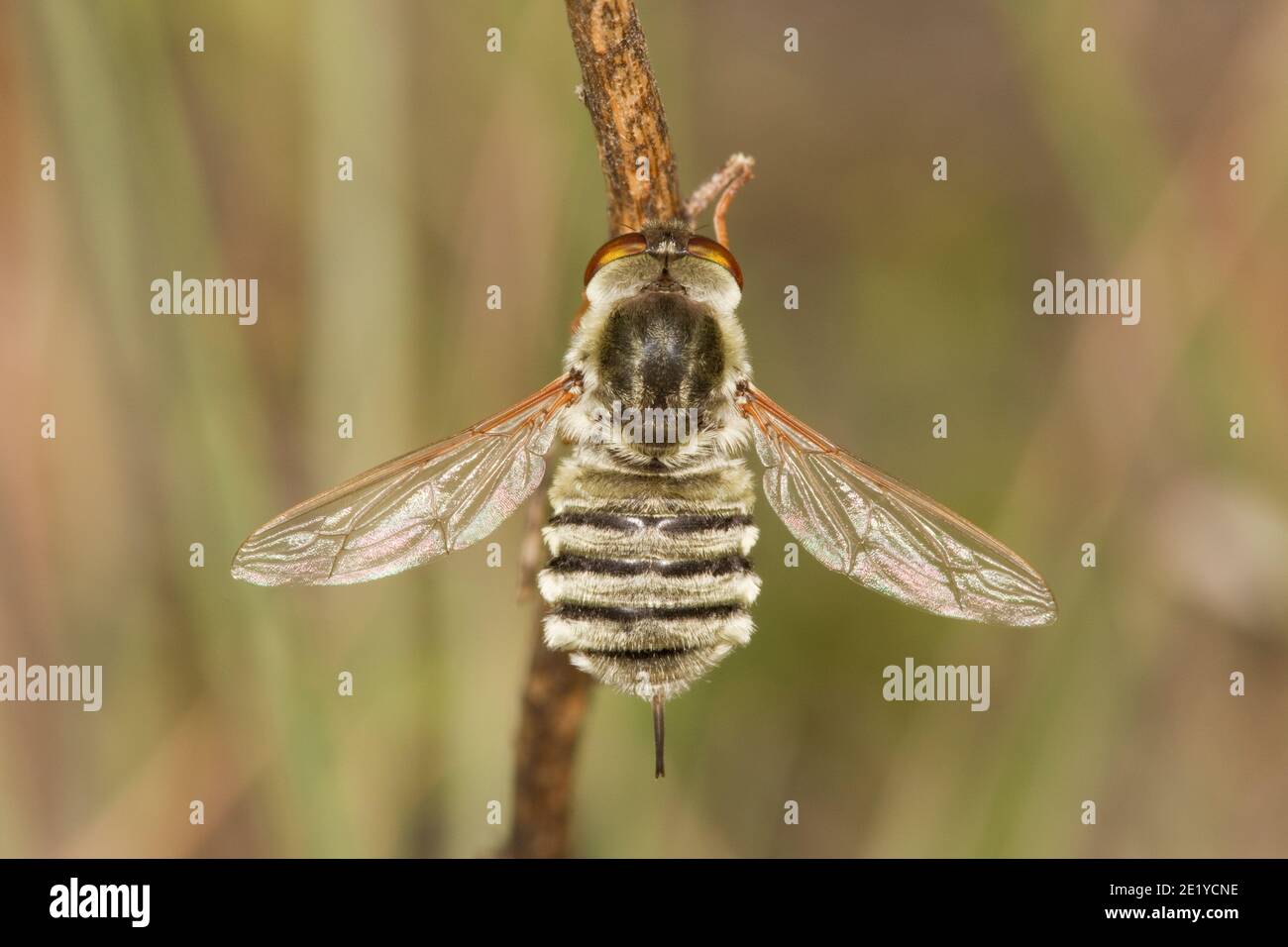 Bienenfliege weiblich, Neorhynchocephalus sackenii, Bombyliidae. Stockfoto