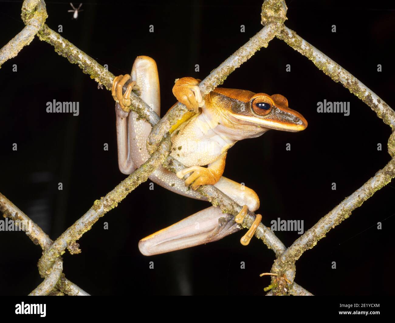 Quacking River Frog (Boana lanciformis) Barching in einem Kettenglied Zaun, am Rande des Regenwaldes , Ecuador Stockfoto