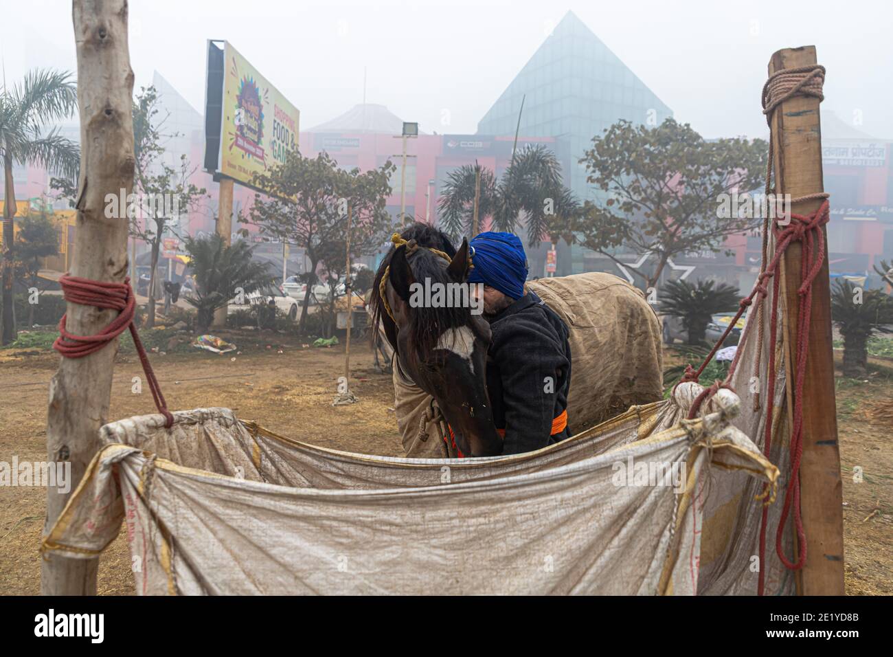 PORTRÄT VON NIHANG SIKH MIT SEINEM PFERD AN DER GRENZE ZU DELHI PROTESTIEREN SIE GEGEN DAS NEUE AGRARGESETZ DER INDISCHEN REGIERUNG. Stockfoto