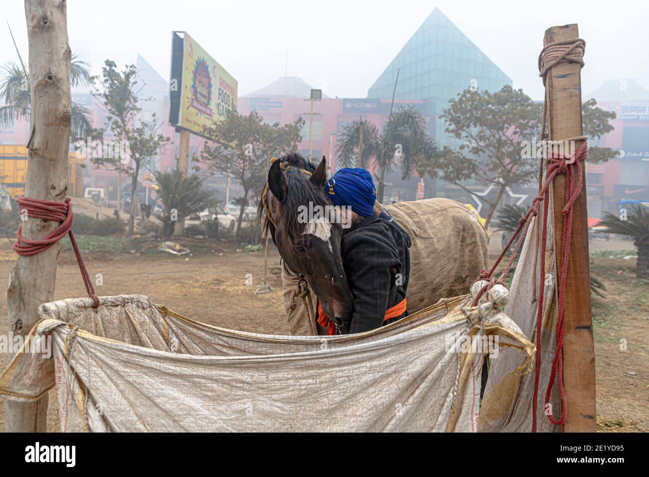 PORTRÄT VON NIHANG SIKH MIT SEINEM PFERD AN DER GRENZE ZU DELHI PROTESTIEREN SIE GEGEN DAS NEUE AGRARGESETZ DER INDISCHEN REGIERUNG. Stockfoto