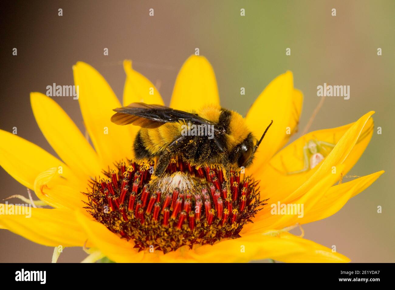 Sonoran Bumble Bee, Bombus sonorus, Apidae. Nektarierung bei Aster. Stockfoto