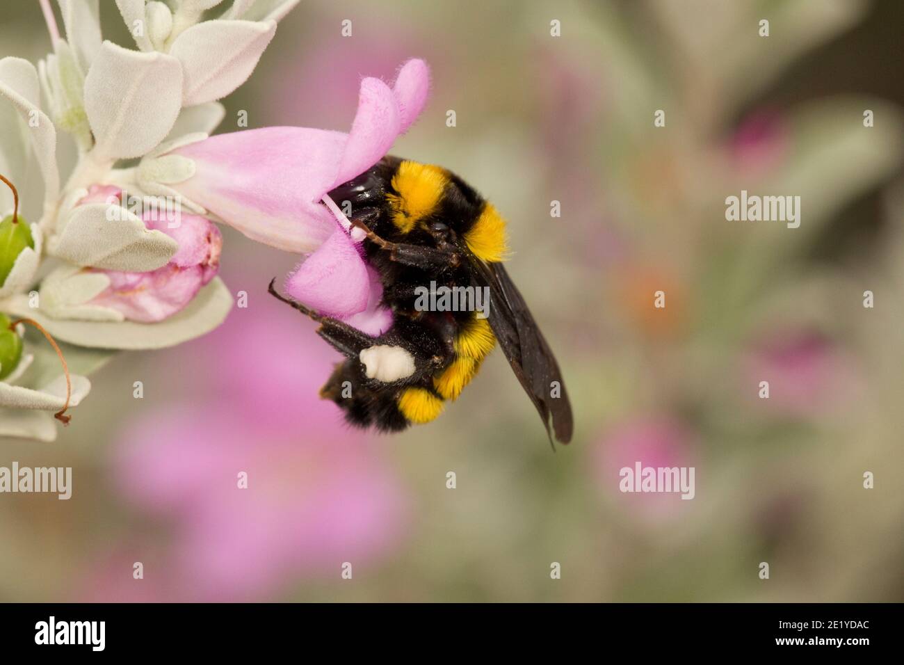 Sonoran Bumble Bee, Bombus sonorus, Apidae. Nectaring in Cenizo, Leucophyllum frutescens. Stockfoto