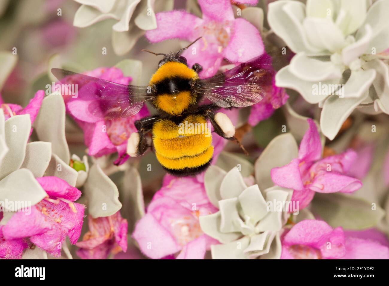 Sonoran Bumble Bee, Bombus sonorus, Apidae. Nectaring in Cenizo, Leucophyllum frutescens. Stockfoto