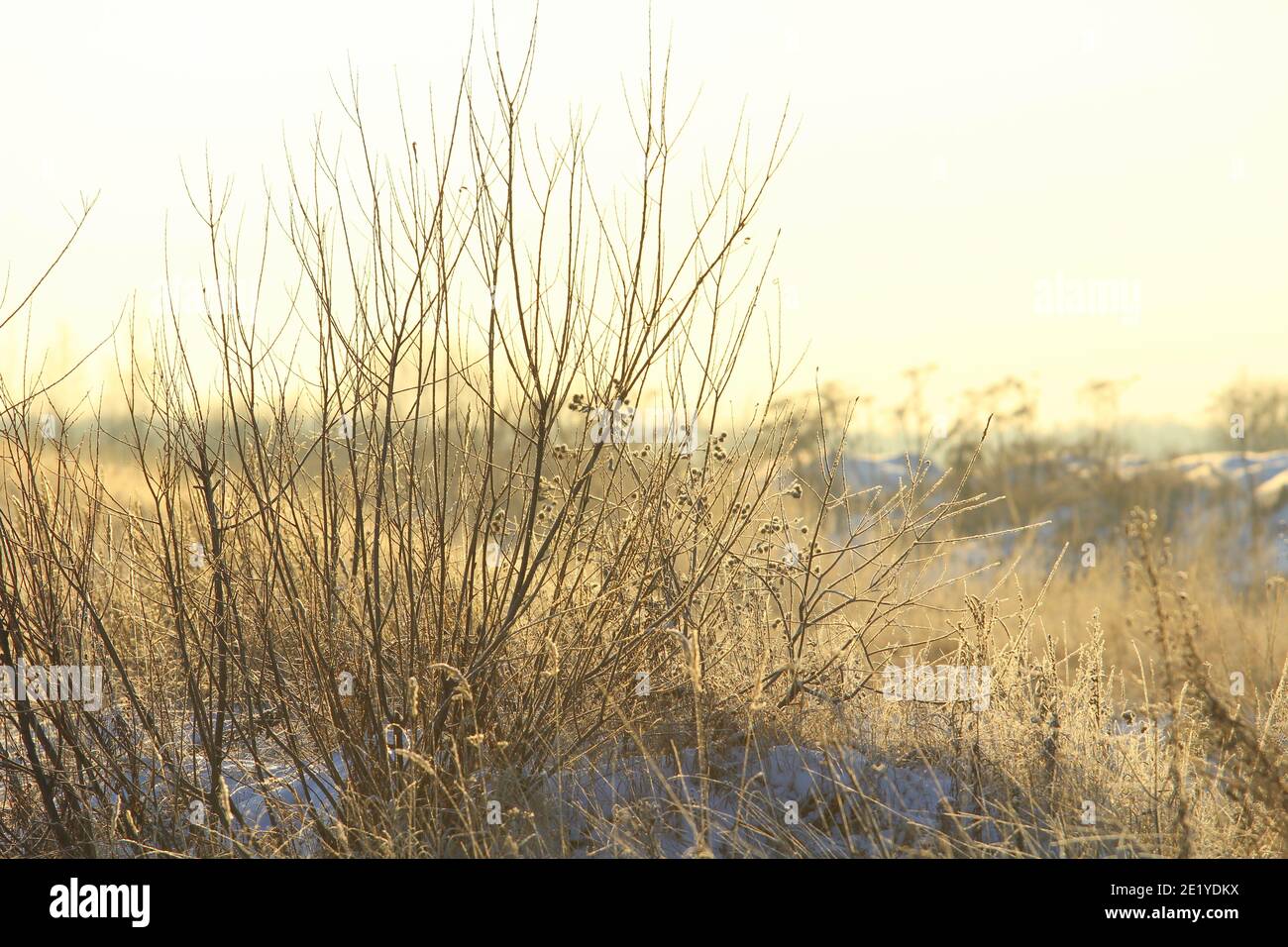 Neblige Winterlandschaft mit Büschen und Bäumen, weiches Tageslicht, festliche Winterstimmung. Stock Foto für Web und Druck mit leerem Platz für Text und Design, Stockfoto