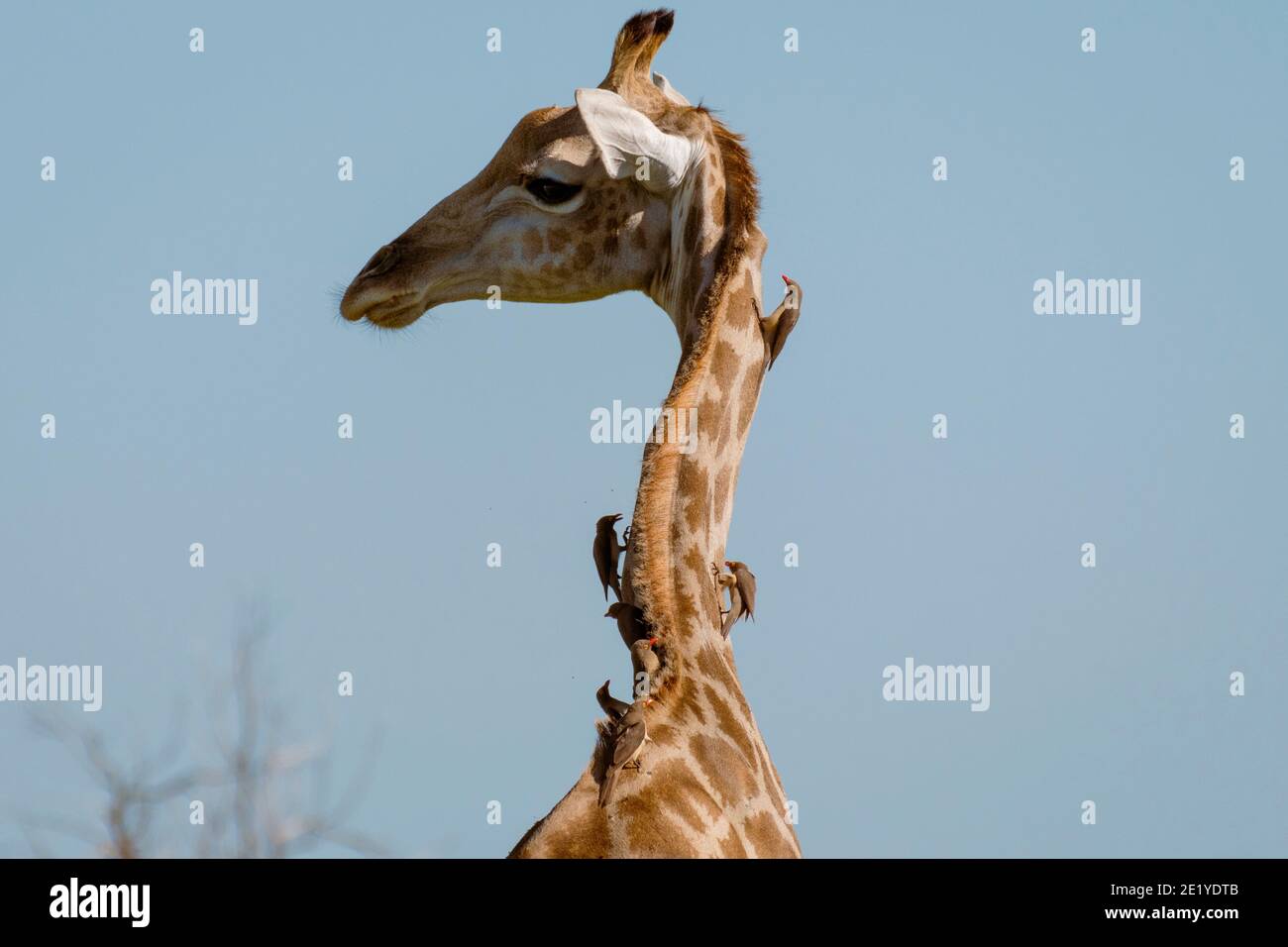 Eine südafrikanische Giraffe (Giraffa camelopardus giraffa) mit Rotschnabel-Ochsenspecht (Buphagus erythrorhynchus), Chobe National Park, Botswana. Stockfoto