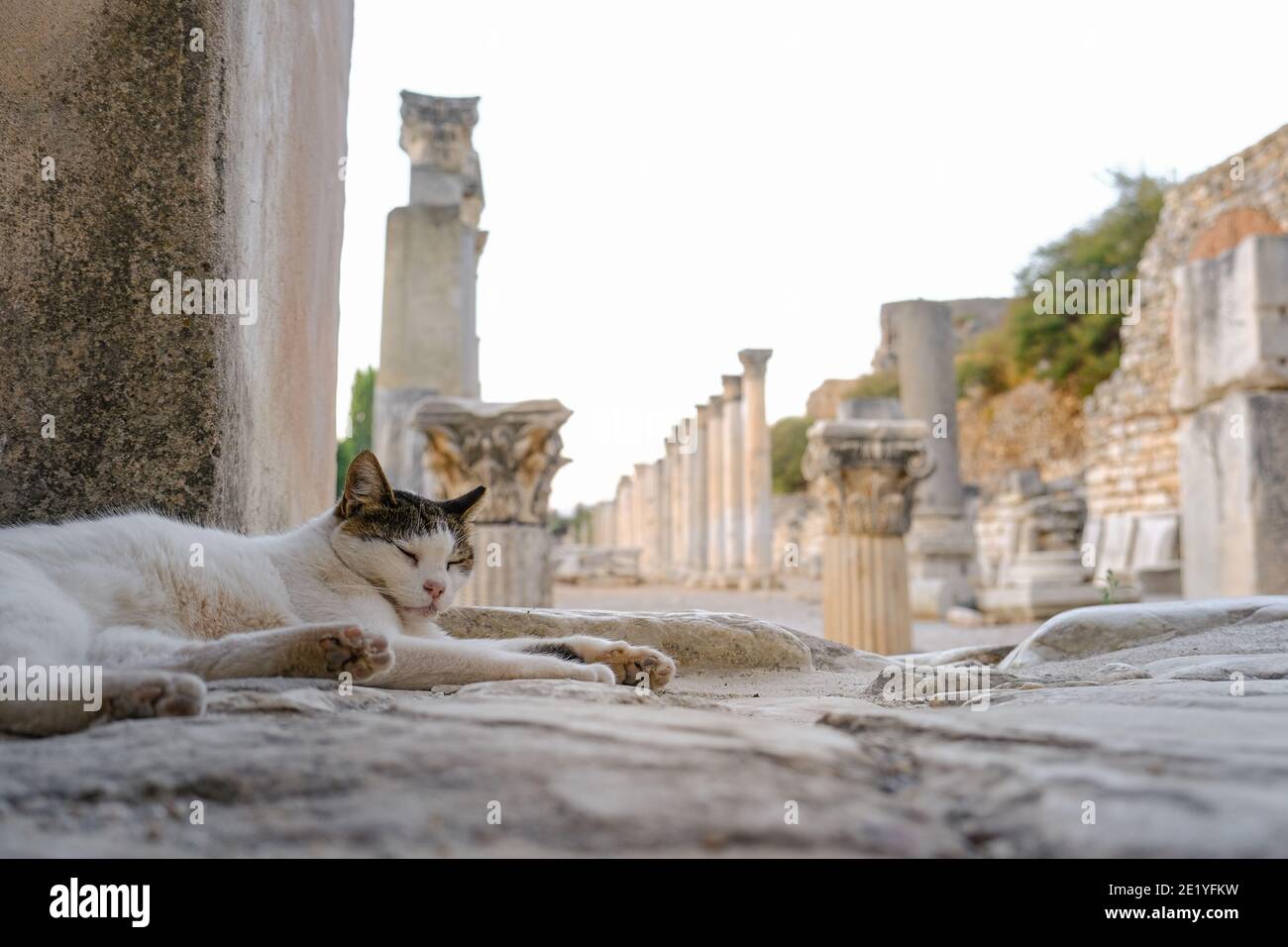 Ephesus Antike Stadt und faul entzückende Katze in Izmir, Türkei - Oktober, 2020: Ephesus Antike Stadt ist einer der berühmtesten, historischen Orte. Stockfoto