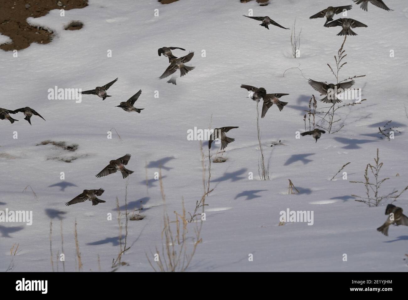 Rote Umfragen im Flug am Winterhimmel Stockfoto