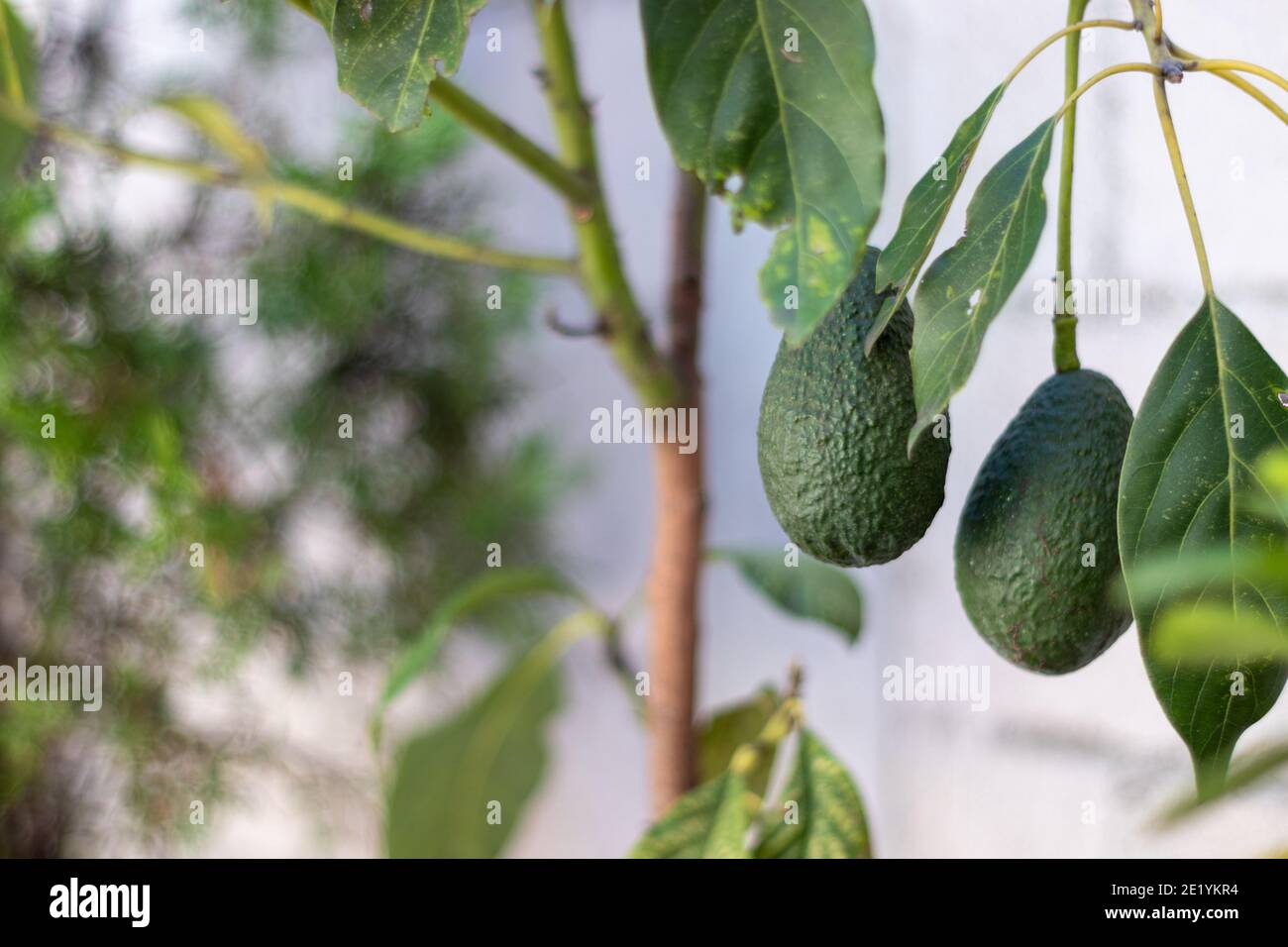 Frische Avocados Tomaten Knoblauch Stockfoto