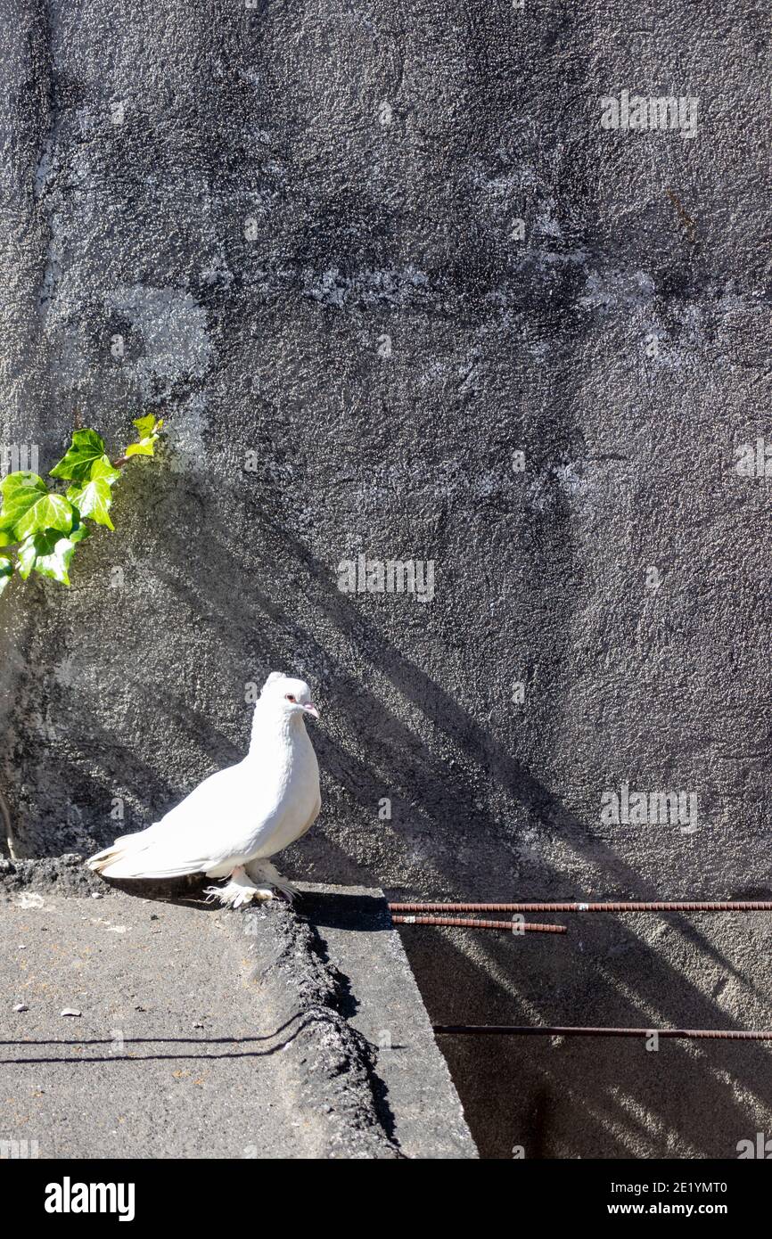 Weiße Taube während des Tages Stockfoto