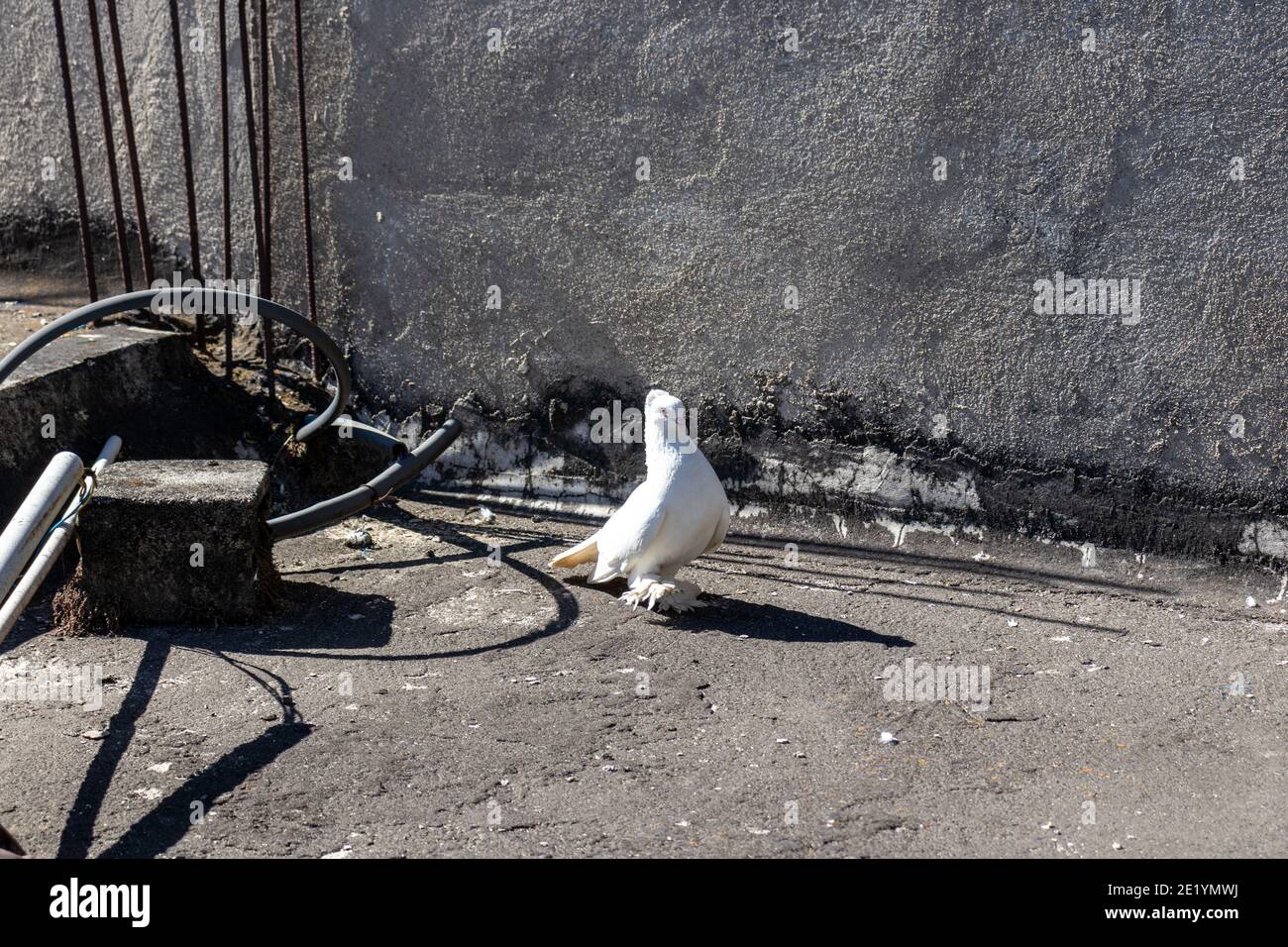 Weiße Taube während des Tages Stockfoto