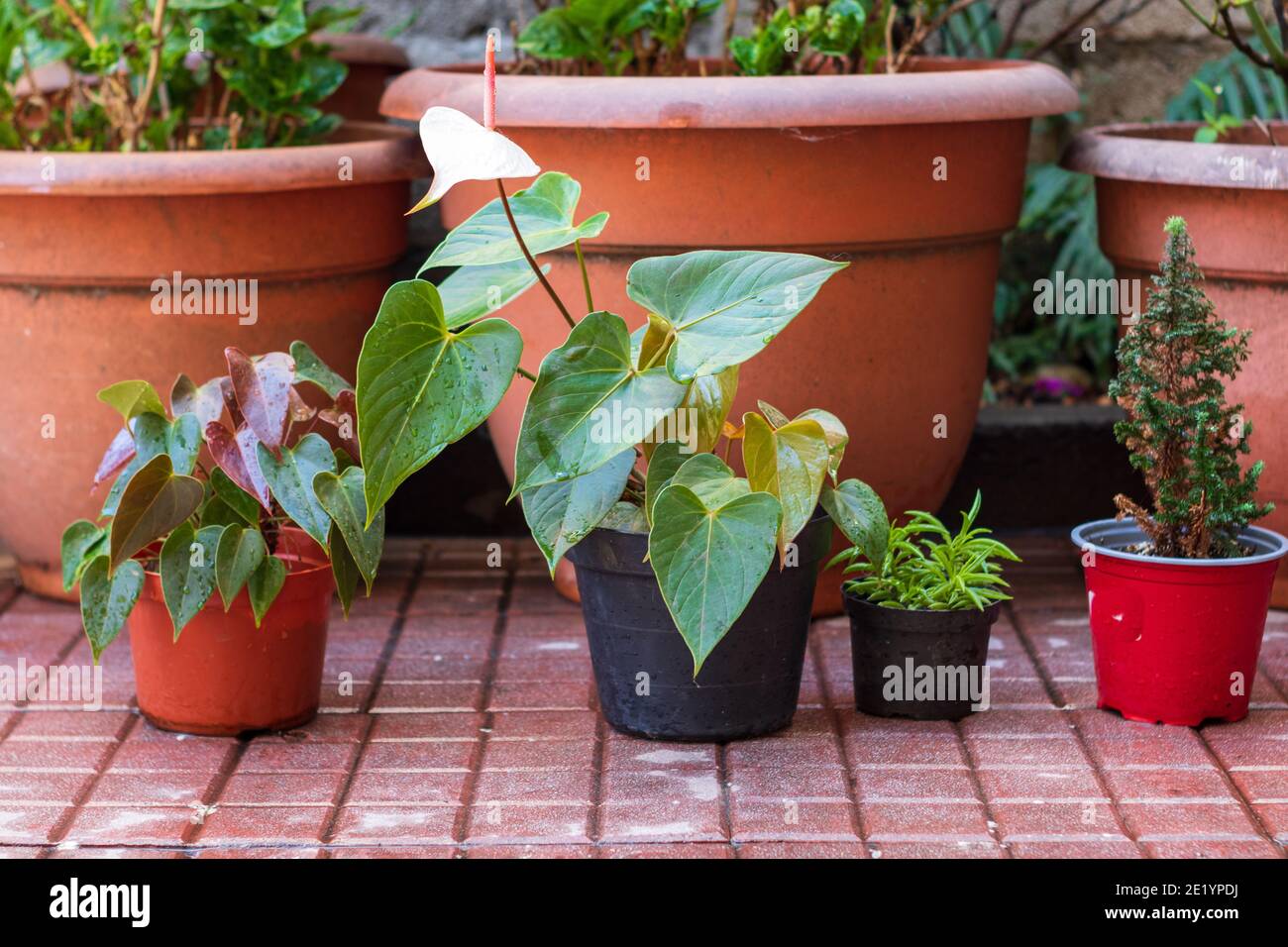 Rote rosa Rosenpflanzen in einem Topfgarten Stockfoto
