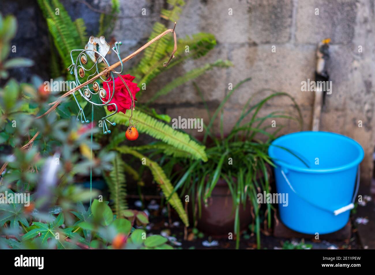 Rote rosa Rosenpflanzen in einem Topfgarten Stockfoto