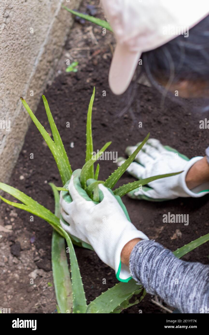 Frau Pflanzen Aloe Vera Pflanzen in ihrem Garten zu Hause Stockfoto