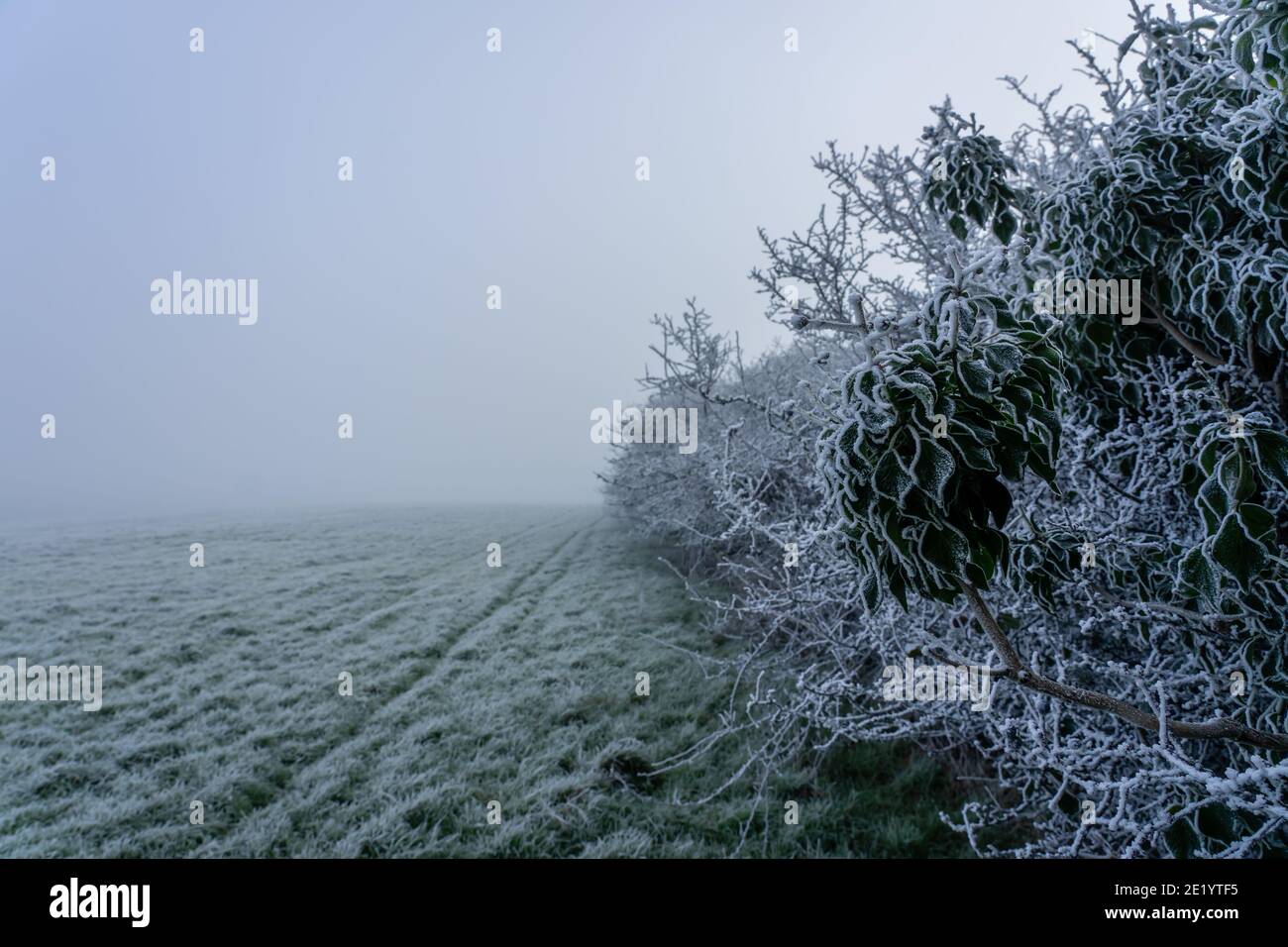 Feldgrenze hedgerow an einem kalten nebligen Morgen Stockfoto