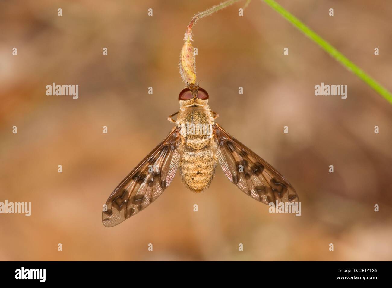 Bienenfliegen, Dipalta serpentina, Bombyliidae. Stockfoto