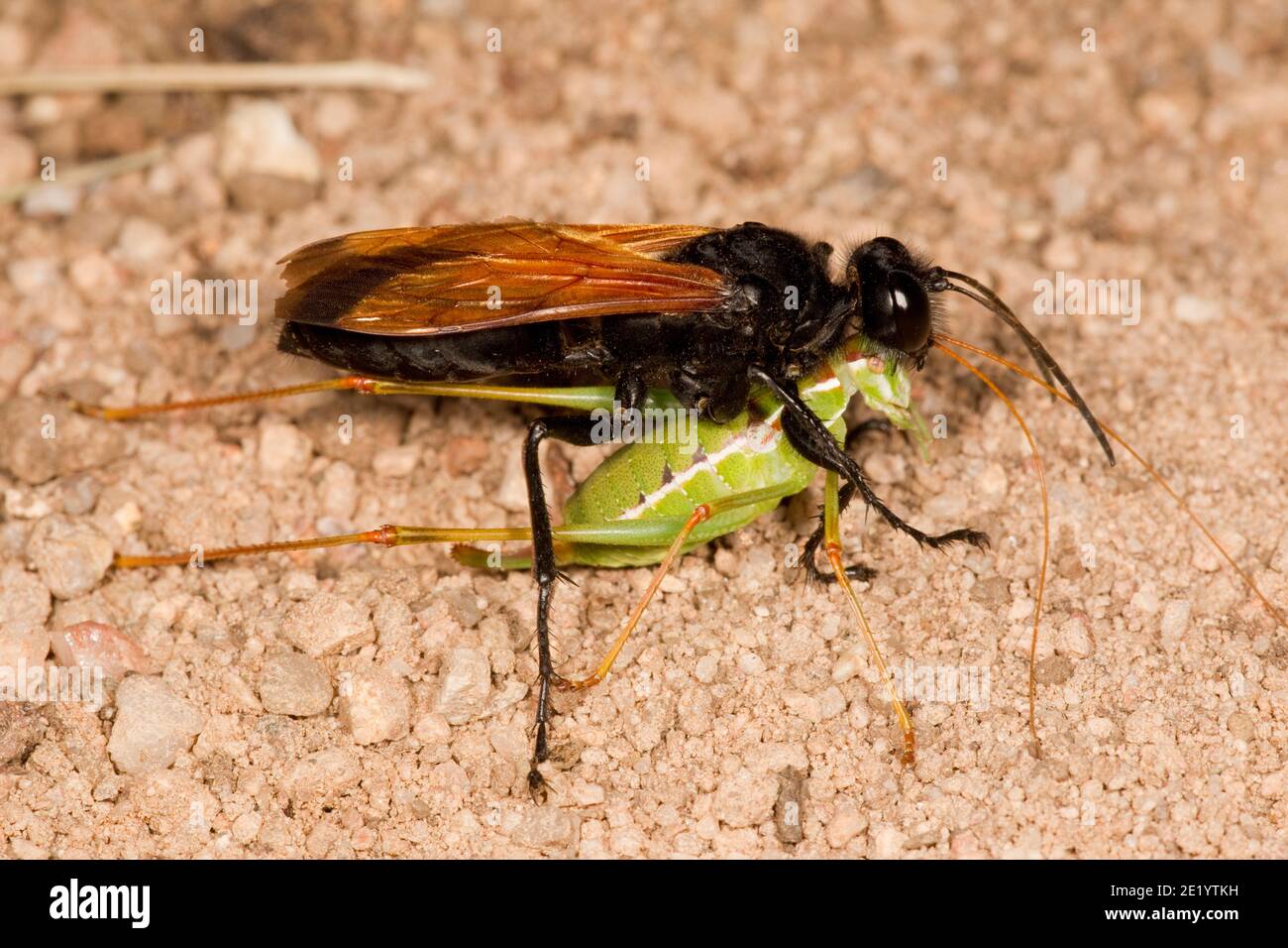 Short Waisted Stockfotos Und Bilder Kaufen Alamy