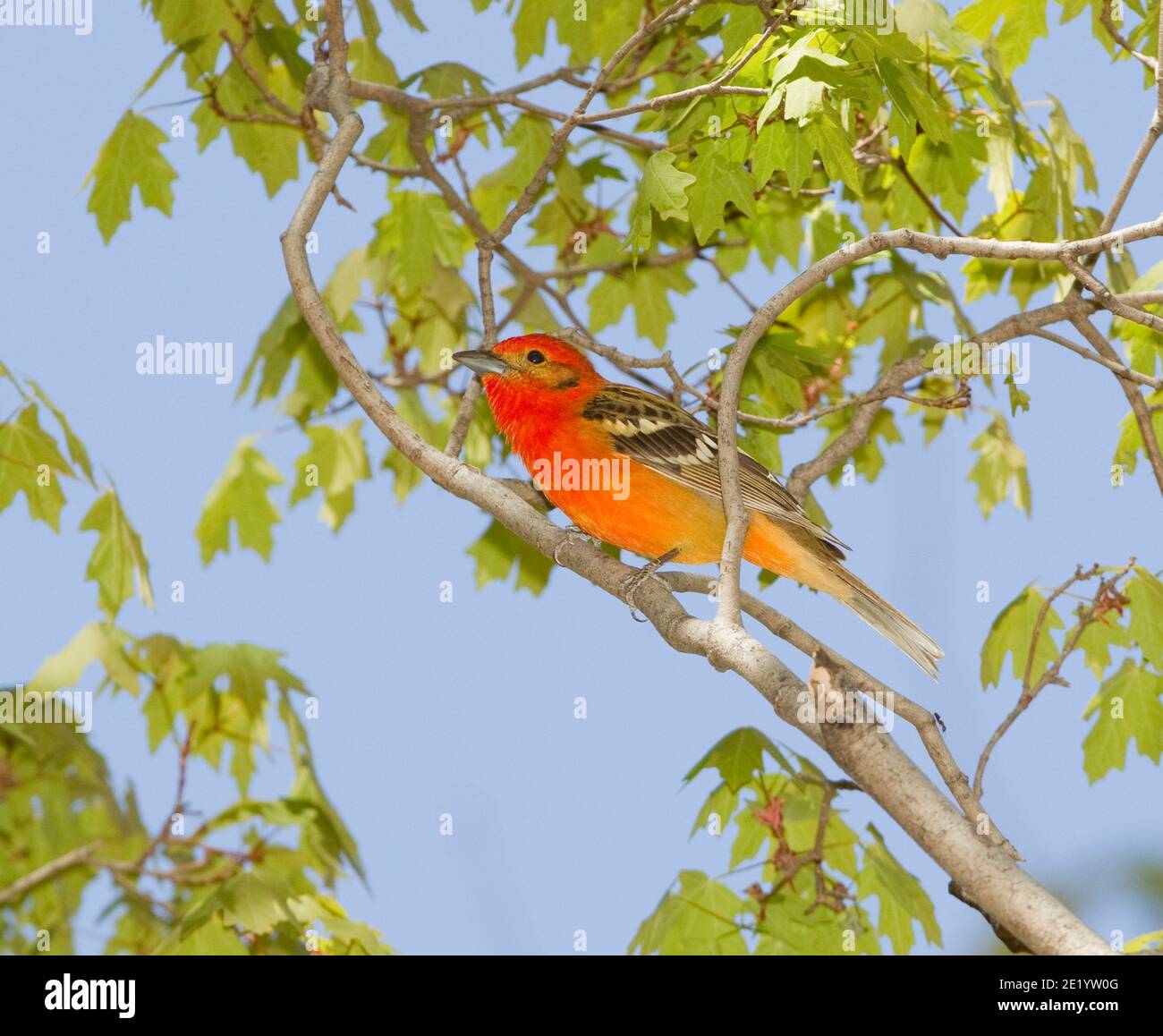 Flammenfarbenes Tanager-Männchen, Piranga bidentata, in Ahornbaum thront. Stockfoto