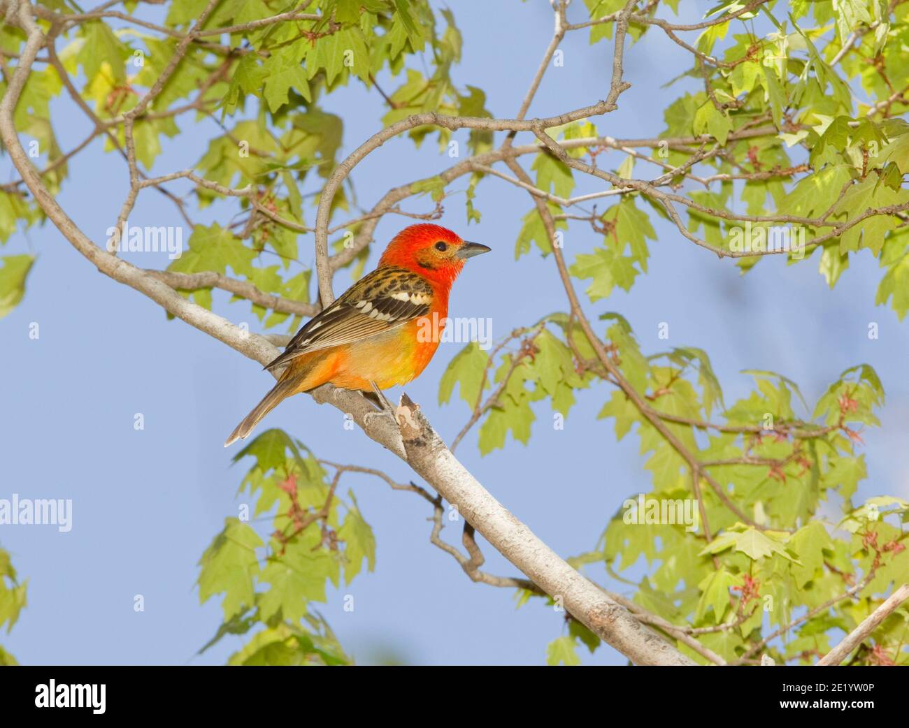 Flammenfarbenes Tanager-Männchen, Piranga bidentata, in Ahornbaum thront. Stockfoto