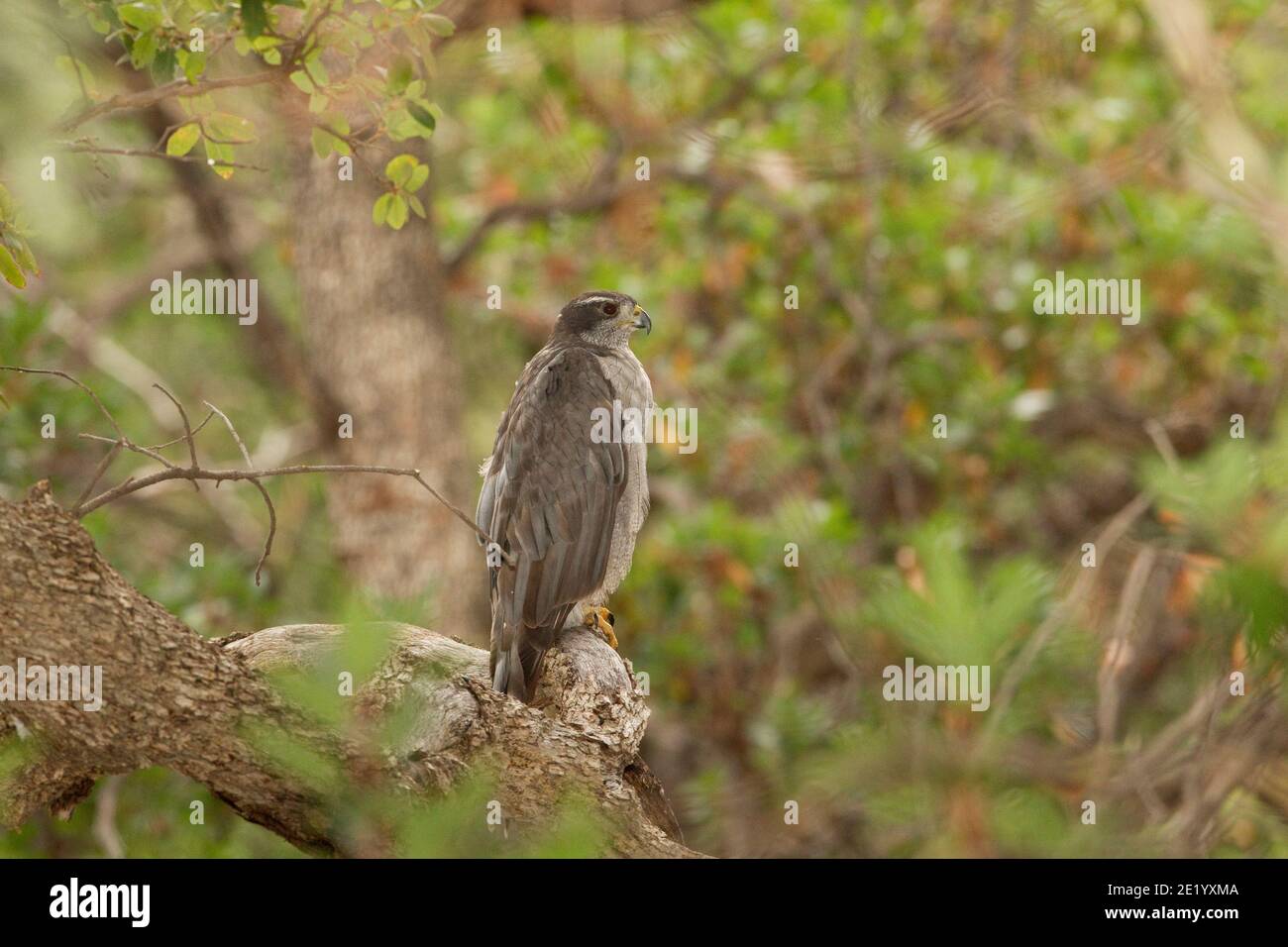 Nördliche Goshawk Weibchen, Accipiter gentilis, auf Snag gehockt. Stockfoto
