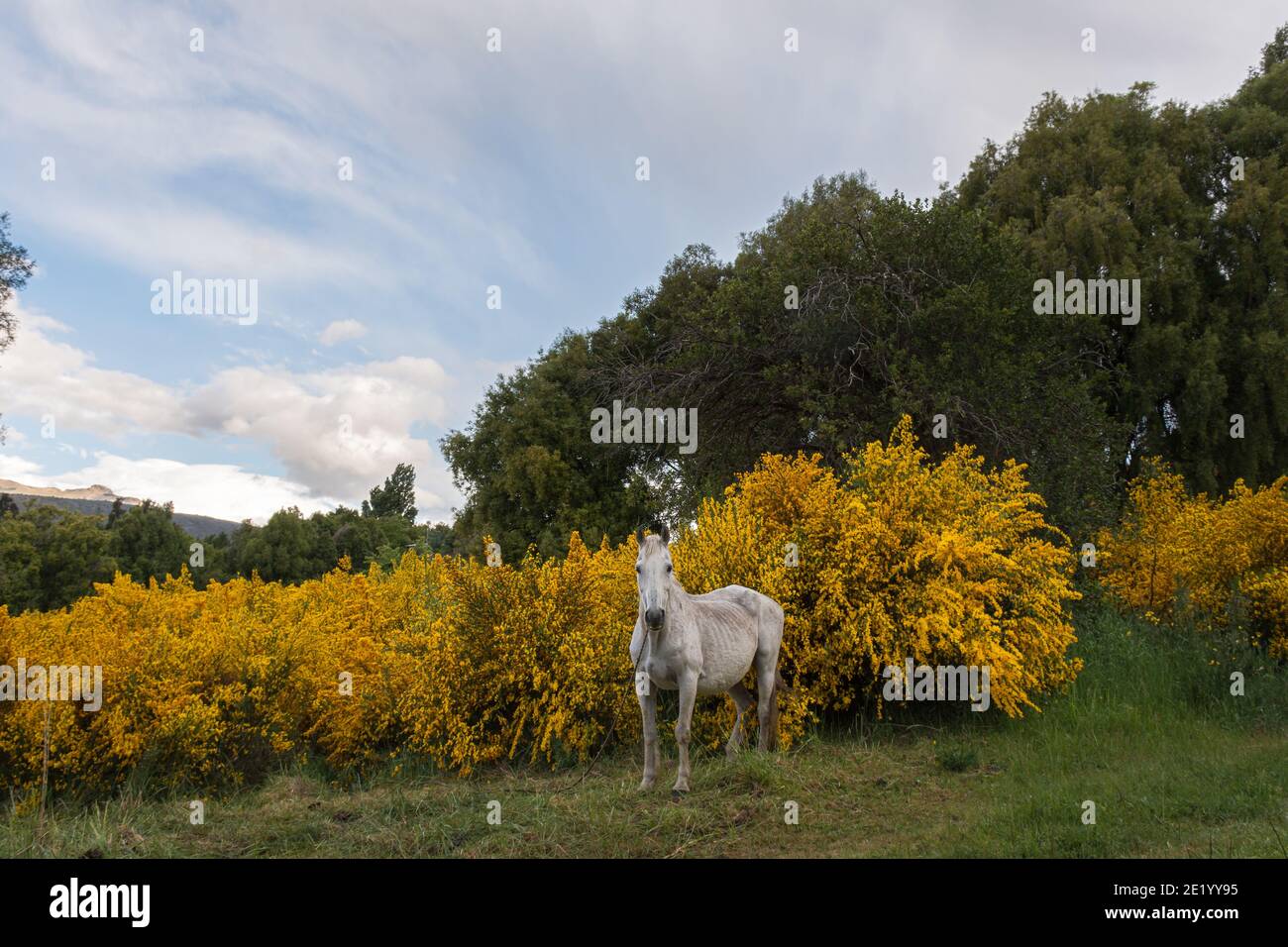 Weißes Pferd auf dem Feld umgeben von gelb blühenden Retamas während der Frühjahrssaison in Esquel, Patagonien, Argentinien Stockfoto