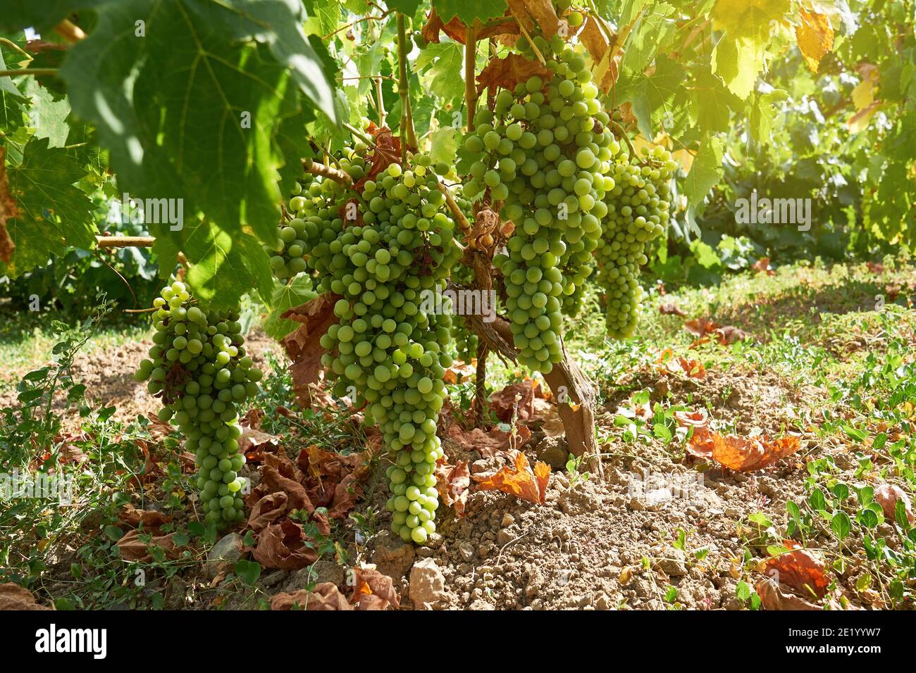 Grüne Trauben am Weinstock, die ihnen die Sonne geben Stockfoto