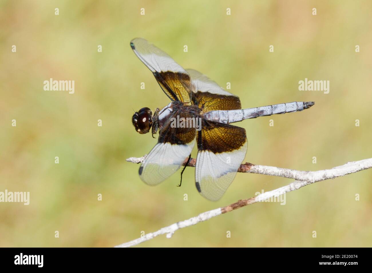 Witwe Skimmer Libelle männlich, Libellula luctuosa, Libellulidae. Stockfoto