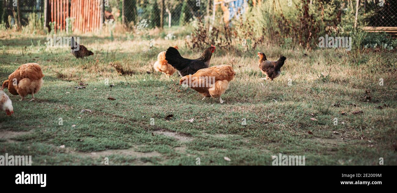 Freilandige Hühnerzucht in Ostserbien. Breites Bannerformat Stockfoto