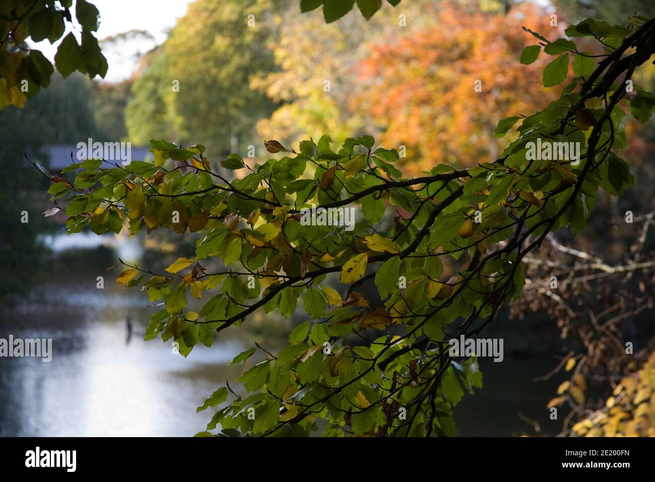 Laqndscape-Bild aus einer britischen Parklandschaft im Herbst Stockfoto