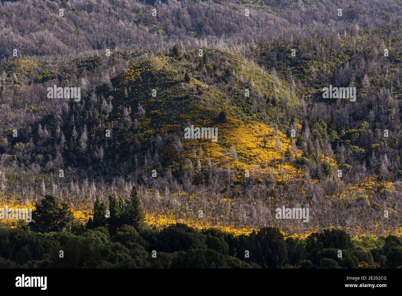 Geblüht bunt gelbe Büsche im Frühling im Los Alerces National Park, Patagonien, Argentinien Stockfoto