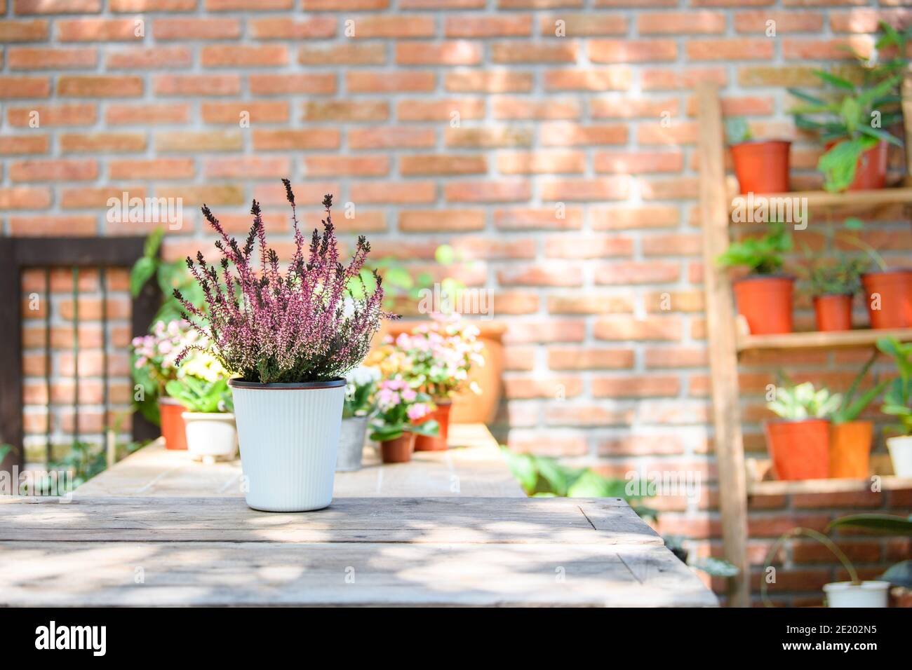 Blühende Heide Calluna vulgaris im weißen Topf. Heather vulgaris Blüte von rosa Blumen für dekorative auf Tisch in Haus und Büro. Stockfoto