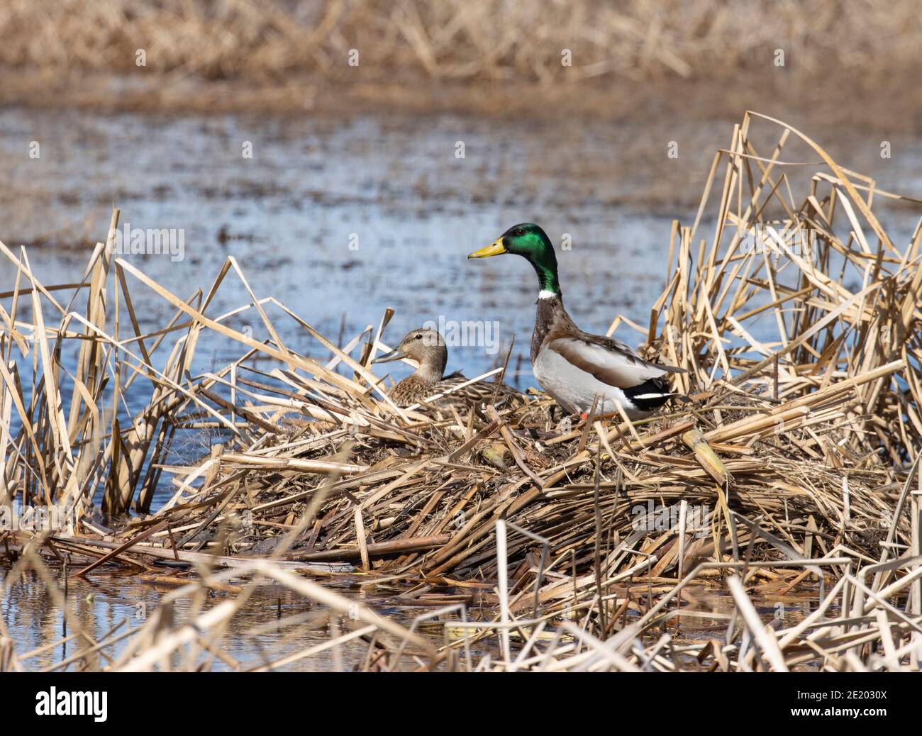 Mallard 29. März 2020 Northern Minnehaha County, South Dakota Stockfoto