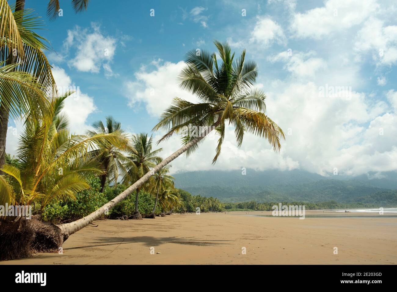 Üppige Palmen und schöner Strand im Marino Ballena Nationalpark, Bahia Ballena, Uvita, Costa Rica. November 2018 Stockfoto