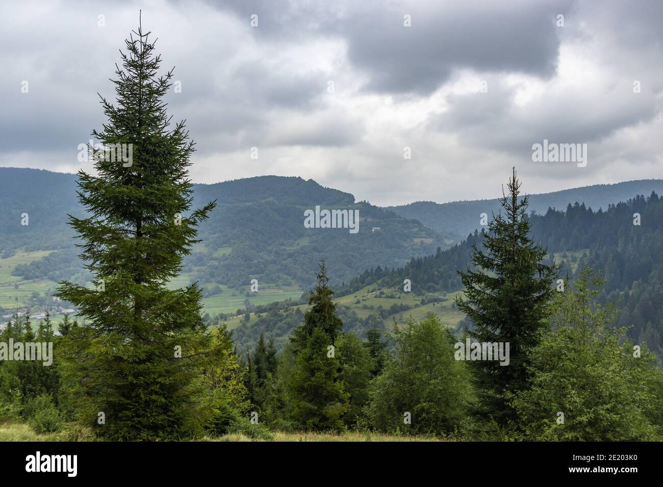 Majestätische Aussicht auf schöne neblige Karpaten Wiese. Nebellandschaft. Dramatische ungewöhnliche Szene. Reisehintergrund Stockfoto