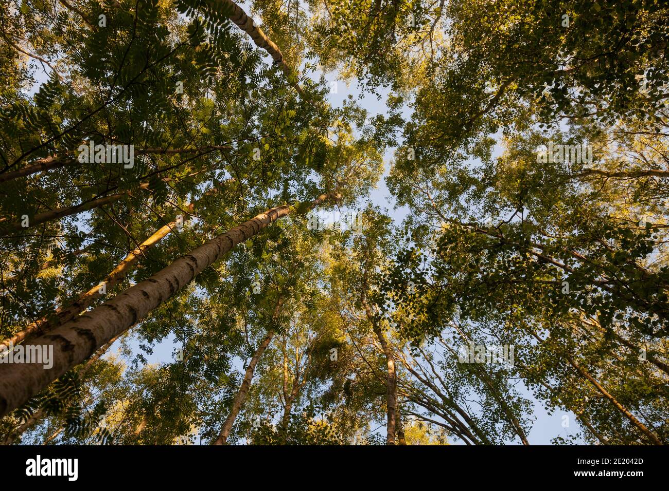 Ein blasser blauer Himmel am frühen Morgen zeigt sich über einem sonnenbeschienenen Birkenholzdach; frühlingshafte, leuchtend grüne Kronen auf den konvergierenden hohen, schlanken Bäumen. Stockfoto