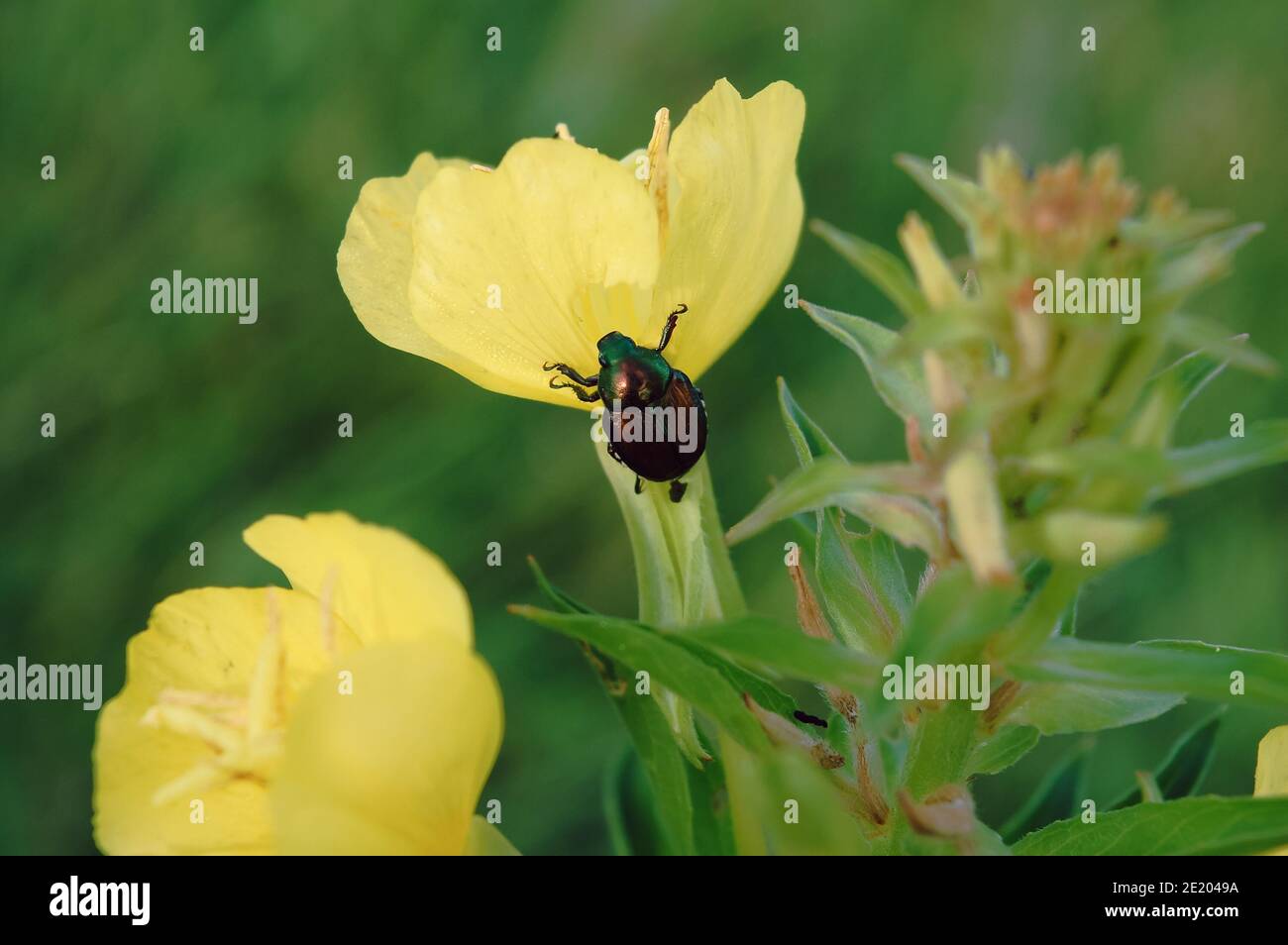 Japanischer Käfer auf Gelber Abend Primrose Blume im Sommer Stockfoto