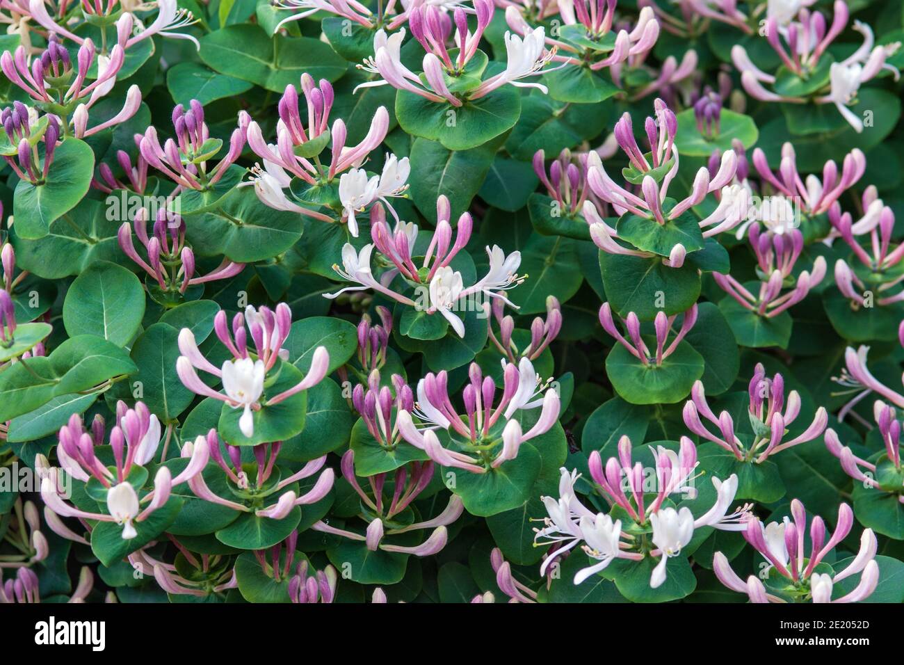Ses Geiblatt (Lonicera caprifolium) Pflanze mit rosa duftenden Blten  Stockfotografie - Alamy
