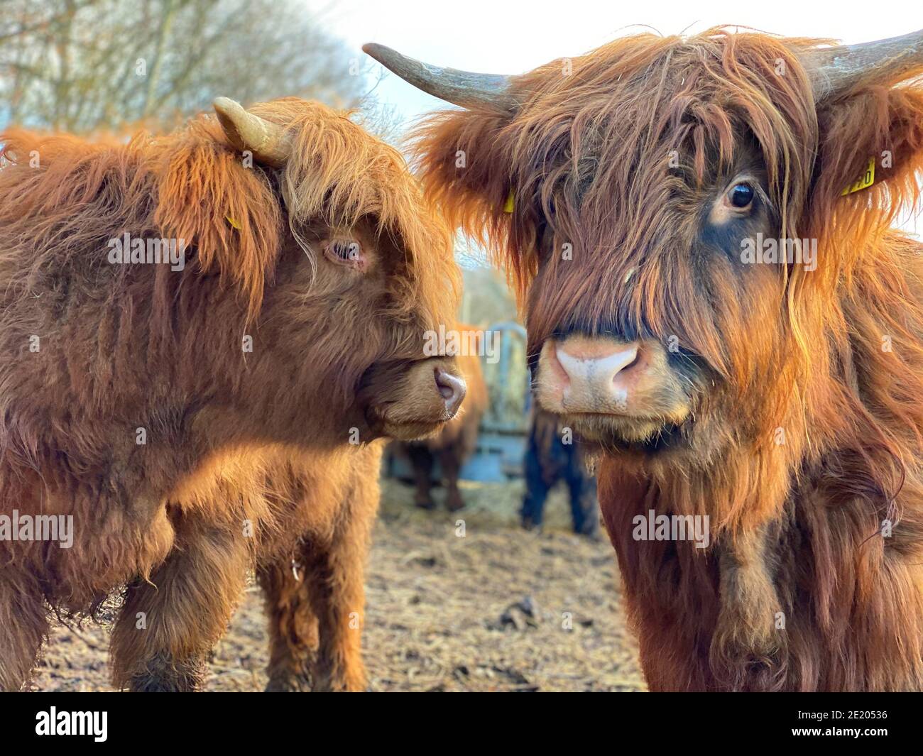 Zwei schottische Highland Rinder grasen Stockfoto