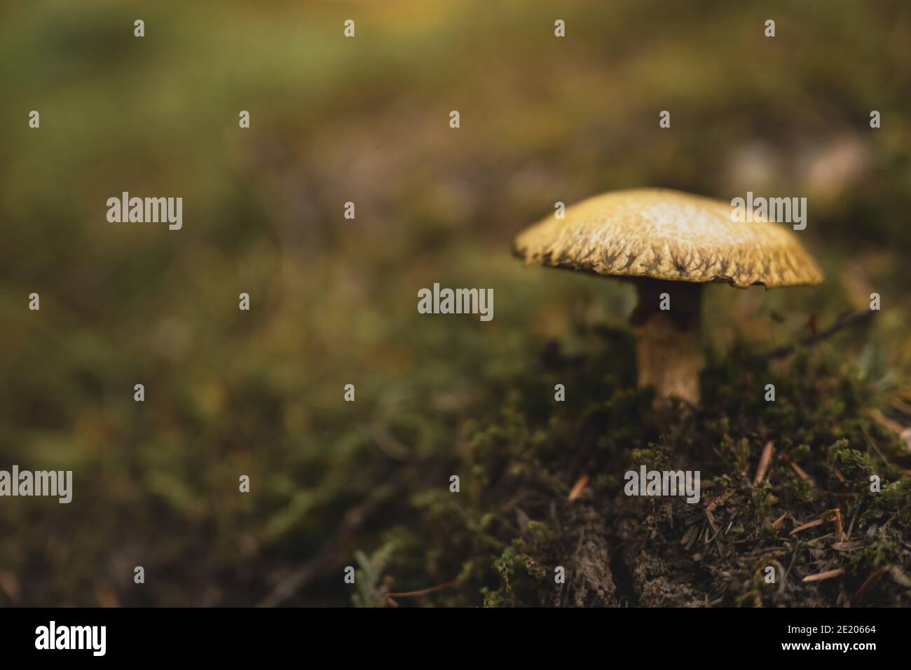 Winziger Pilz im Mossy Forest Floor des Glacier National Park Stockfoto