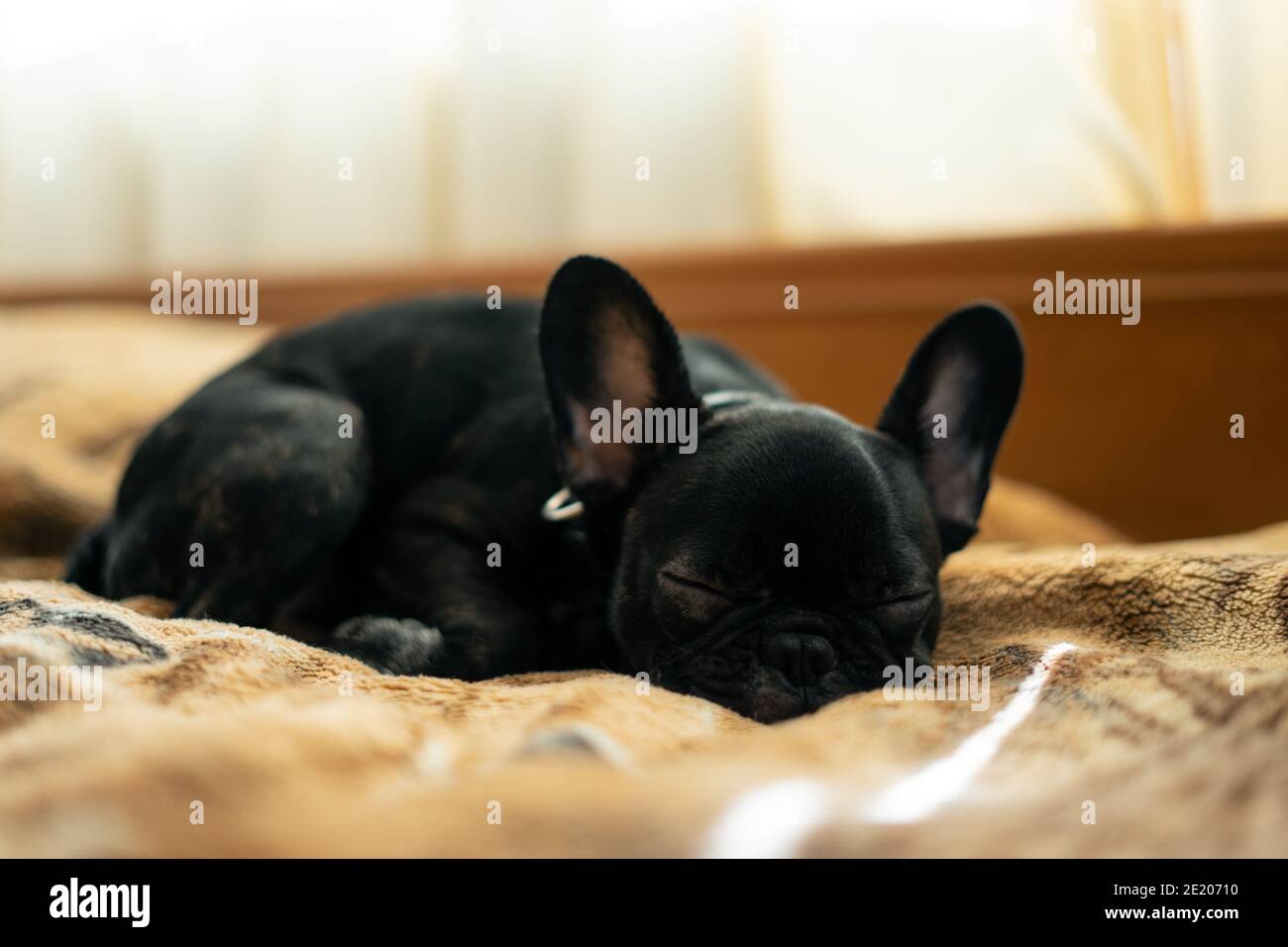 Cute französisch Bulldog oder Welpen schlafen oder ruhen auf dem Bett Im Zimmer Stockfoto