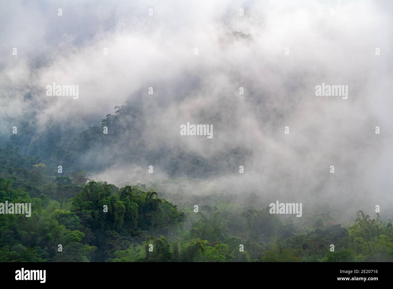 Nebelwaldlandschaft mit Nebel und Nebel, Mindo, Ecuador. Stockfoto